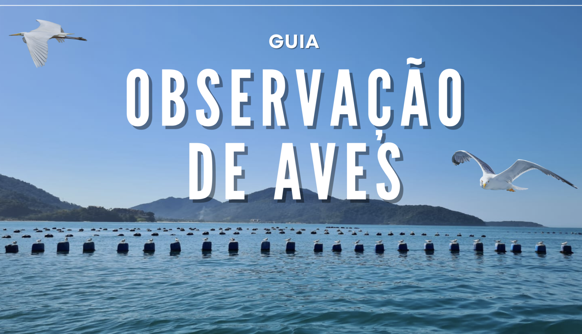 GUIA DE OBSERVAÇÃO DE AVES